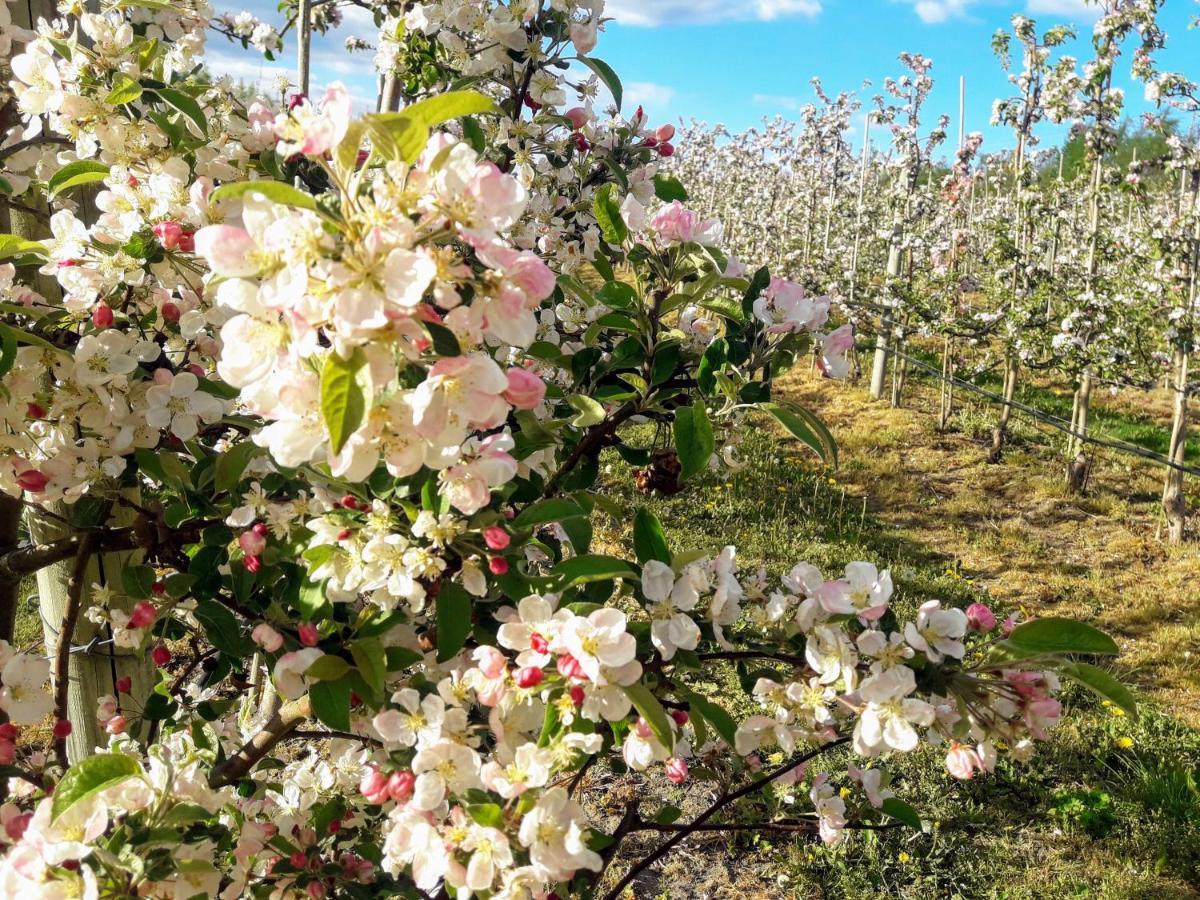 Broesarp Kaellagarden Stora Gardslaegenheten Buitenkant foto